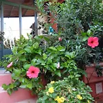 Genius Loci Cozy House With Garden In The Old Town Iun P4177